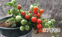 阳台种番茄时间和方法 阳台种植番茄时间与方法