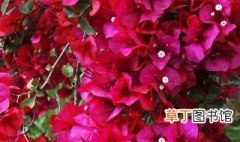 紫叶海棠花的养殖方法和注意事项 紫叶海棠花养殖方法介绍