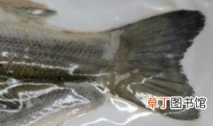 真空包装的海鲈鱼的做法 真空包装的海鲈鱼的做法介绍