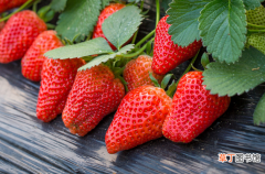 吃草莓前如何清洗草莓 吃草莓之前怎么洗