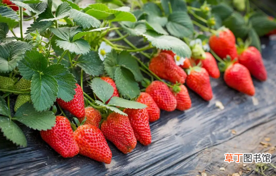 冬天草莓怎么加热好吃 草莓怎样加热好吃