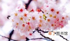 樱花花期是几月 樱花的花期是几月