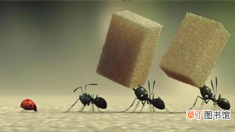 踩死一只蚂蚁会被蚂蚁发现吗 蚂蚁都被踩死了