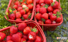 草莓可以冻起来保存吗 草莓能冷冻保存吗