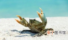 海蟹怎么蒸好吃 蒸海蟹的做法