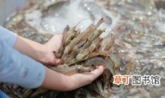 海白虾怎么做好吃 海白虾的做法