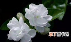 福州市的市花是什么 茉莉花介绍