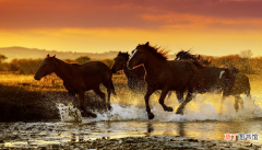 梦见两匹马是什么意思 梦见两匹马有什么预兆