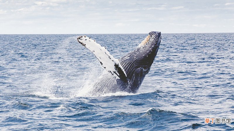 梦见鲸鱼跃出水面什么意思