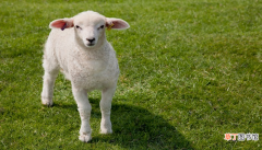 梦见羊群是什么意思 梦见羊群有什么预兆