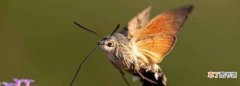 蚕蛹孵化后是什么，东北蚕蛹孵化出的蛾颜色是什么