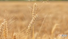 梦见小麦粒是什么意思 梦见小麦粒有什么预兆