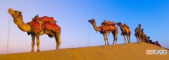 骆驼生活在哪里，骆驼是生活在陆地上吗