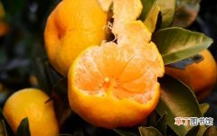 柑橘的营养及药用价值 挑选甜甜柑橘的方法