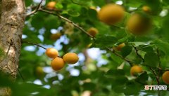 梦见杏树上结满了杏子是什么意思 梦见杏树上结满了杏子有什么