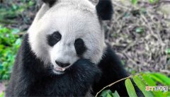 梦见熊猫是什么意思 梦见熊猫有什么预兆