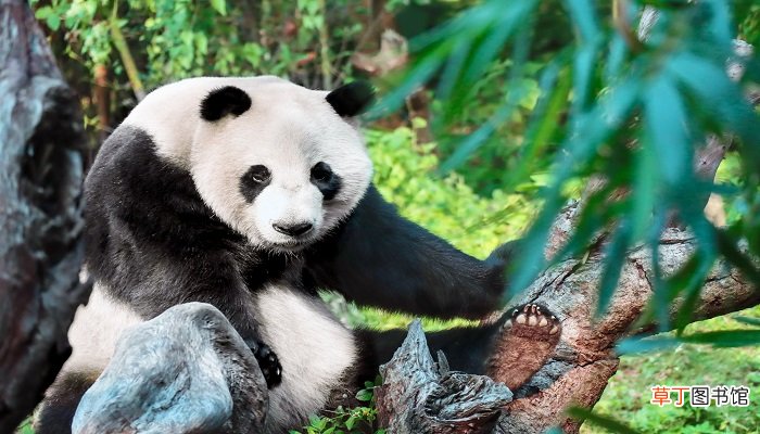 梦见熊猫是什么意思 梦见熊猫有什么预兆