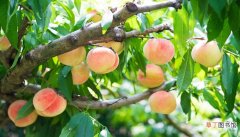 梦见桃子树上有很多桃子是什么意思 梦见桃子树上有很多桃子有