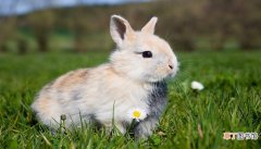 梦见兔子是什么意思 梦见兔子有什么预兆