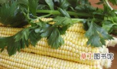 玉米种植技术与管理施肥 玉米然后种植