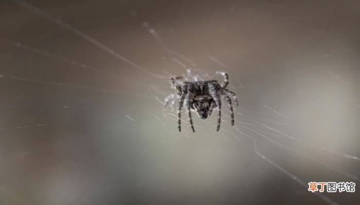 梦见蜘蛛网是什么意思 梦见蜘蛛网是什么预兆