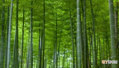 梦见竹子是什么意思 梦见竹子是什么预兆