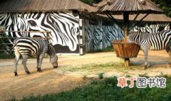 中国最大的动物园 中国最大的动物园是什么
