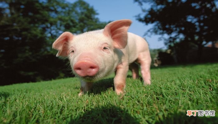 梦见猪头肉是什么意思 梦见猪头肉是什么预兆
