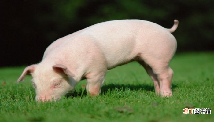 梦见猪圈里有猪是什么意思 梦见猪圈里有猪是什么预兆