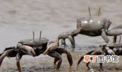 死蟹的危害有多大 死螃蟹的三大危害