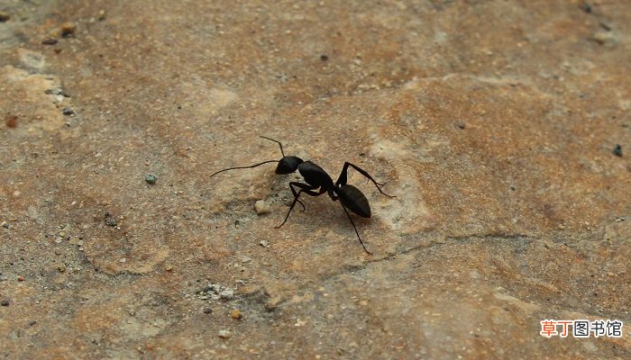 女人梦到很多黑蚂蚁是什么意思 女人梦到很多黑蚂蚁有什么预兆