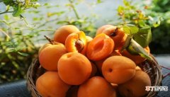 女人梦见成熟的黄杏子是什么意思 女人梦见成熟的黄杏子有什么