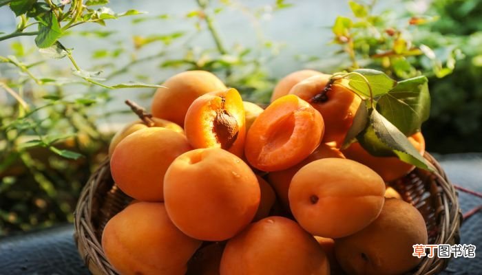 女人梦见成熟的黄杏子是什么意思 女人梦见成熟的黄杏子有什么预兆