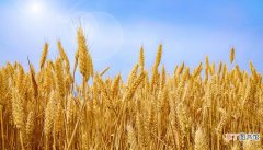 女人梦到晒小麦是什么意思 女人梦到晒小麦有什么预兆