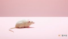 女人梦见小白鼠什么意思 女人梦见小白鼠什么预兆
