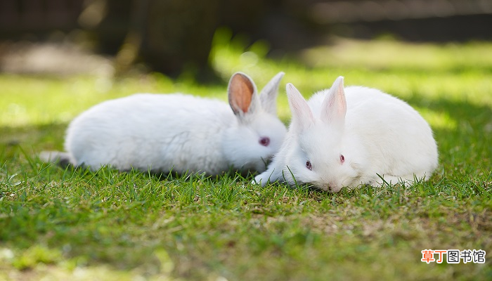 女性梦见白色的兔子是什么意思 女性梦见白色的兔子有什么预兆