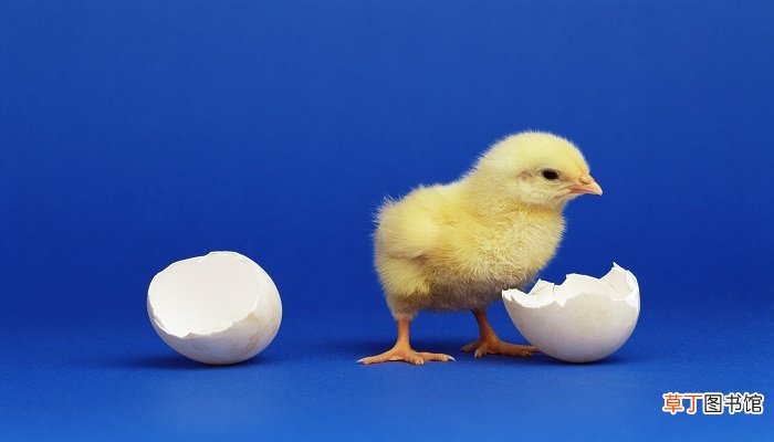 孕妇梦见母鸡下蛋是什么意思 孕妇梦见母鸡下蛋有什么预兆