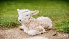 孕妇梦到羊什么意思 孕妇梦到羊什么预兆