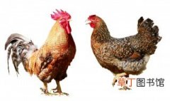 公鸡和母鸡的区别 关于公鸡和母鸡的区别