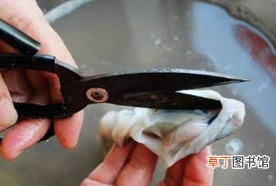 八爪鱼怎么清理，如何才能将八爪鱼清洗干净呢