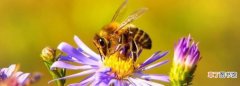 冬天有蜜蜂，冬天可以收养蜜蜂吗