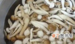 菌菇怎么洗最干净又快速的方法 菌菇如何洗最干净又快速