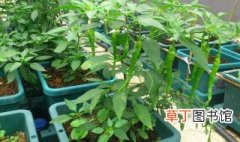 花盆辣椒种子种植方法 辣椒种子怎么种植呢