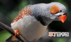 珍珠鸟的资料 珍珠鸟介绍