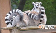 lemur是什么动物 lemur介绍