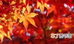 关于秋天景色的诗句 关于秋天景色的诗句有哪些