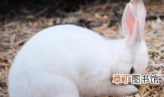 水母雪兔子的特征 是怎么介绍的