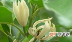 黄玉兰盆栽的养殖方法 黄玉兰盆栽的养殖方法介绍