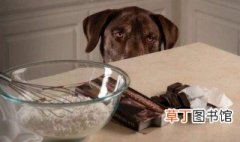 狗吃了巧克力怎么办 狗吃了巧克力的急救方法