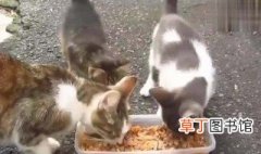 流浪猫吃什么食物 应该给流浪猫喂什么呢